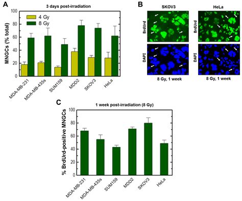 Multinucleated Giant Cancer Cells Produced in Response to Ionizing ...