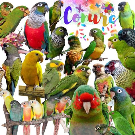 Image result for Conure Parrot Types