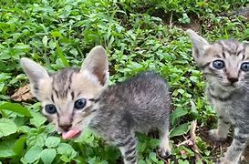 Image result for 3 Cute Cats
