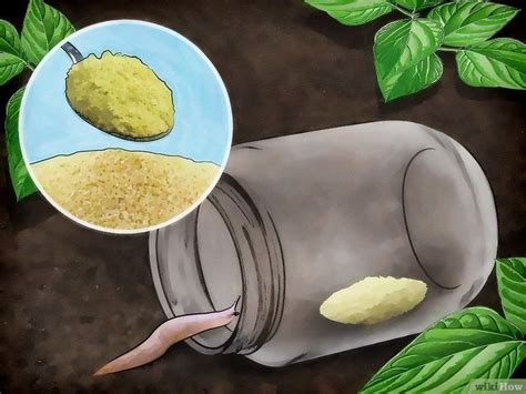 Image result for Homemade Slug Control