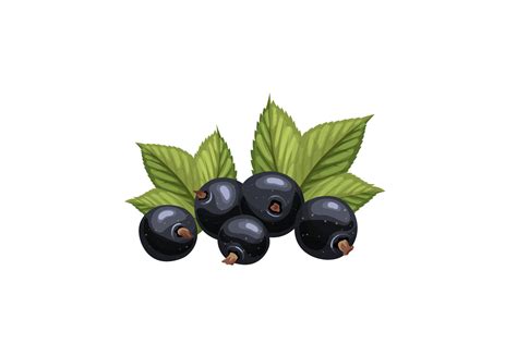 Black Currant Fresh Cartoon Vector Graphic by pikepicture · Creative ...