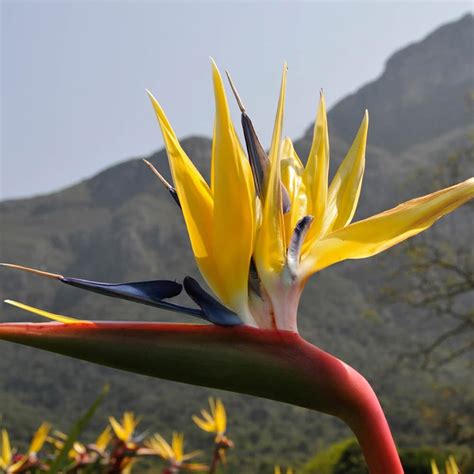 Yellow Bird of Paradise | 3 Live Plants | Mandela's | Ubuy India