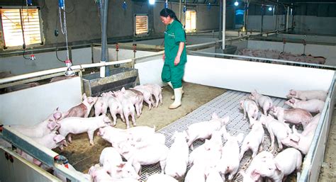 商品猪养殖基地-山东广耀集团