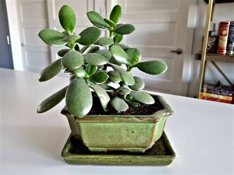 Can Jade Plants Take Full Sun And Survive