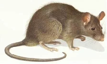 鼠类品种大全,中老鼠品种大片,老鼠种类图片及名称(第5页)_大山谷图库