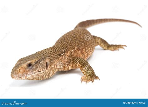 Monitor Lizard 的图像结果