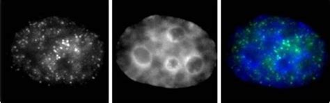 RNA pol II CTD phospho Ser7 antibody (mAb) (Clone 3D4A12) | Proteintech