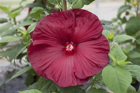 How To Tell Hardy Hibiscus From Tropical Hibiscus at Ebony Butters blog