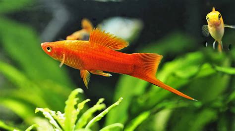 Types Of Aquarium Fish With Names