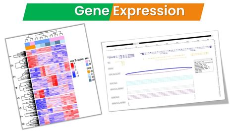 Image result for Genome Expression