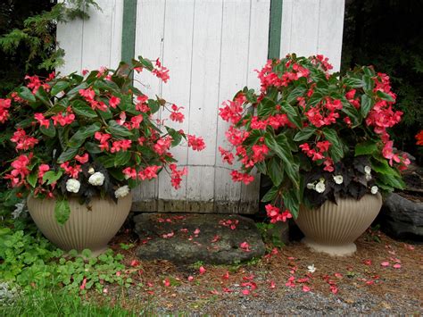 Planters With Begonias at Sherry Hubbard blog