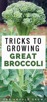 Image result for Broccoli Growth Stages