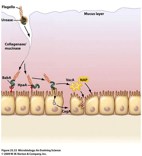 Image result for Urease Enzyme