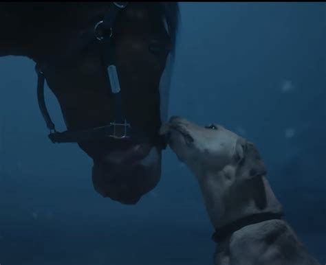 Budweiser Dog Commercial 的图像结果