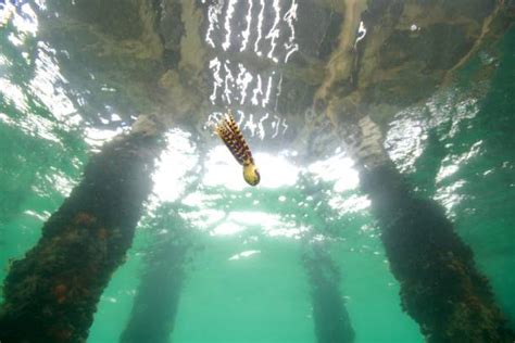 Image result for Blue-Ringed Octopus Hunting