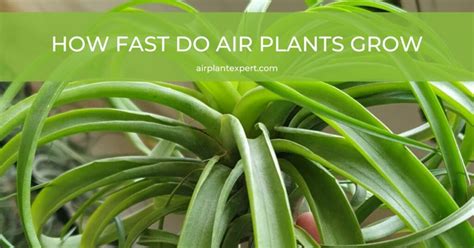 How to Grow Air Plants 的图像结果