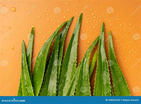 Aloe Vera Leaves on Orange Background. Stock Photo - Image of organic ...