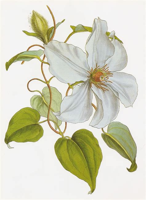 flower vine illustrations