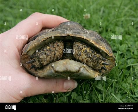 Image result for Tortoise Inside Shell