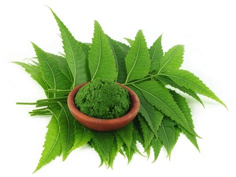 कडु असलेला कडुलिंब आहे अमृतकारी ; करतो पोटाचे विकार दूर