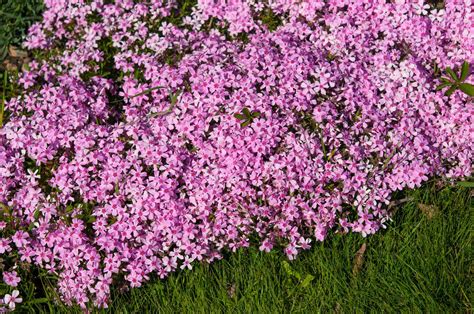 Creeping Phlox: Plant Care & Growing Guide