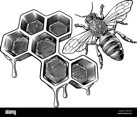 Honeybee Drawing