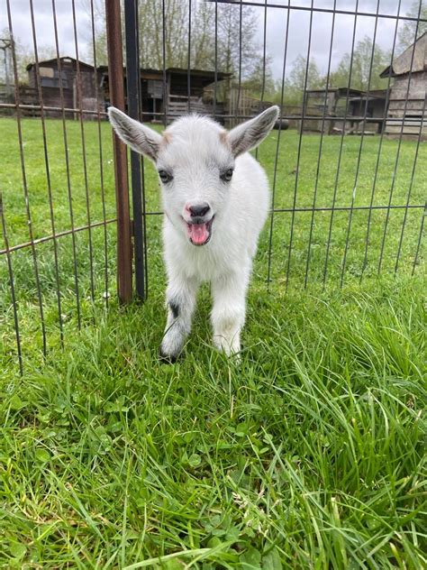ALPACA WALKING EXPERIENCE - WITH PYGMY GOATS TOO!, Blackwater Alpacas ...