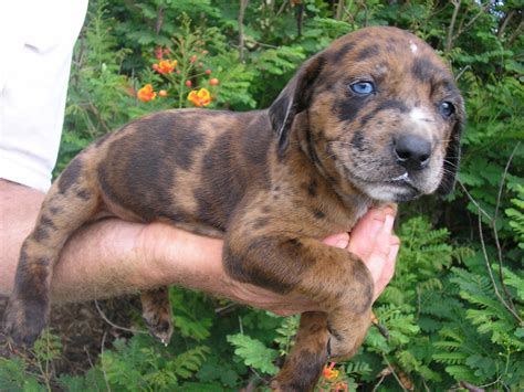 Ideeën over Catahoula Leopard dog | honden, dieren, honden en puppies