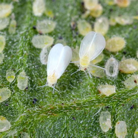 How to use natural predators for garden pests and…