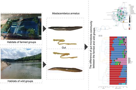 Comparative Study of the Gut Microbiota Community between the Farmed ...