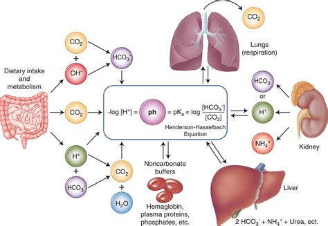 How Lungs Maintain Acid Base Balance: The Mechanics Explained