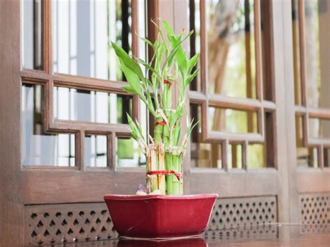 vastu plant tips keep these auspicious plant at home accept money plant ...