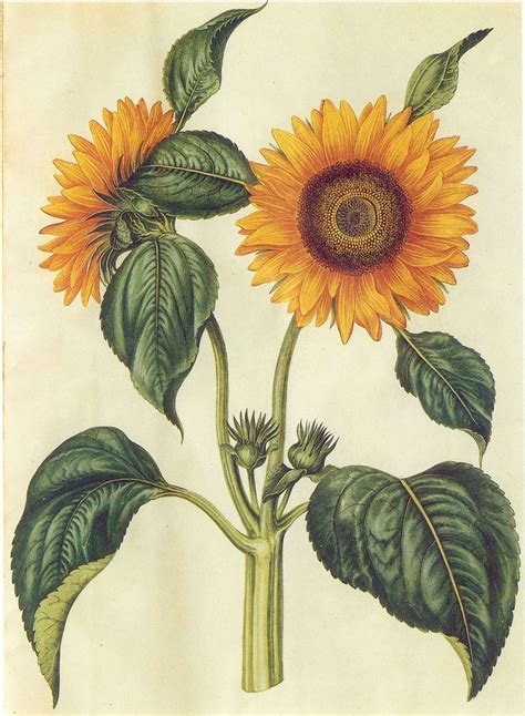 botanical illustration sunflower