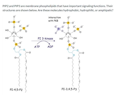 Image result for PI3K PIP PIP2 PIP3