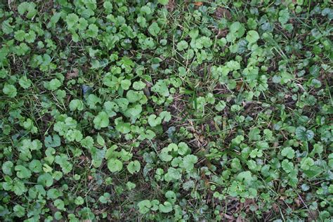 Image result for Watercolor Grass Tutorial