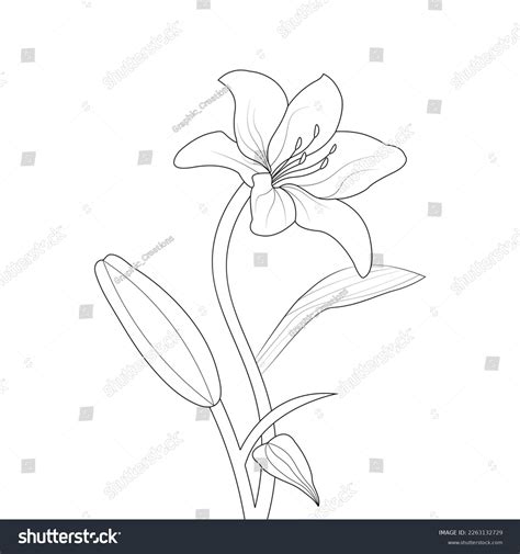 Simple Lily Flower Drawing Outline