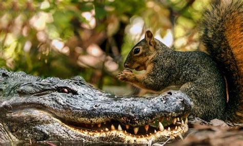 Weird Animal Facts For Binge-Watchers Who Can't Get Enough Of Animals ...