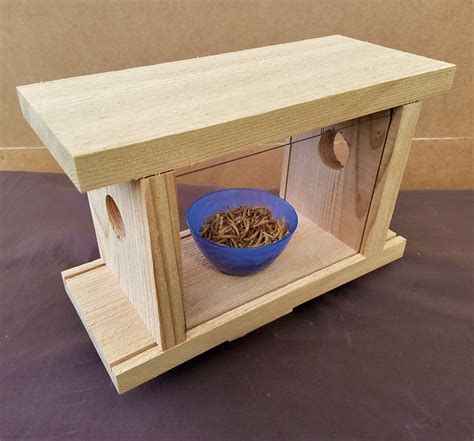 Diy Mealworm Feeder For Bluebirds at Warren Short blog