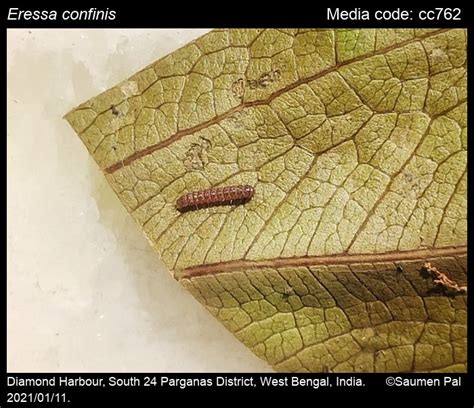 Eressa confinis | Moths