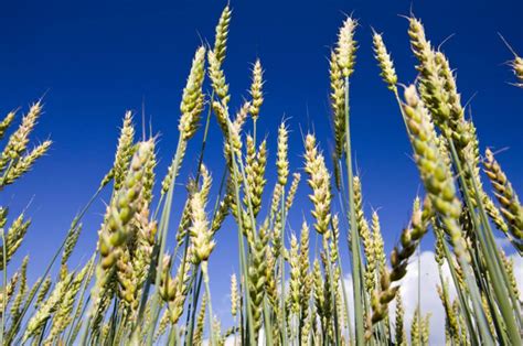 河南一村子，小麦罕见的上涨到1元3，2亩小麦卖出10000元！-小麦资源-行业资讯-面粉信息网
