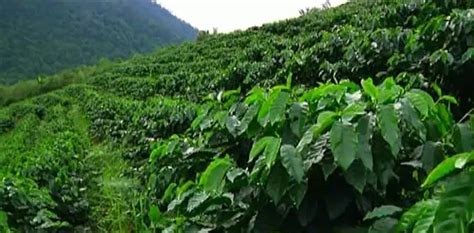 云南咖啡难题，130万棵荫蔽树与出路-蓝鲸财经
