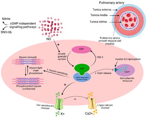 Molecular Pathways in Pulmonary Arterial Hypertension