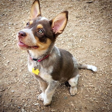 Red Heeler Corgi Mix