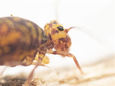 Image result for Springtail Bug-Bite