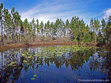 Longleaf Pine Preserve, Volusia County | Natural landmarks, Volusia ...