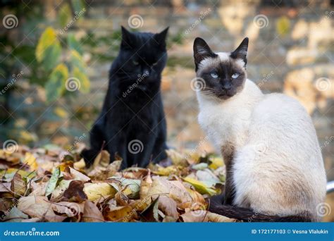 Siamese cat and black cat stock image. Image of feline - 172177103