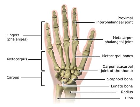 Illustration anatomy hand - MedicalGraphics