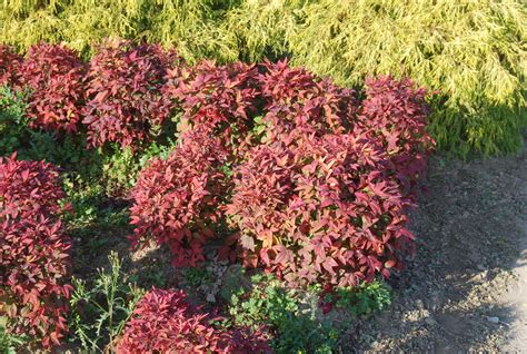 Nandina domestica 'Firepower' - Nurseries Caroliniana