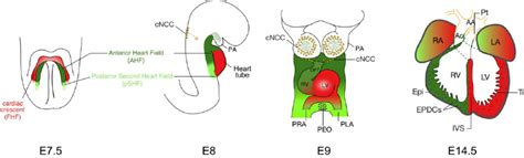 Image result for Mouse Embryo Heart Development