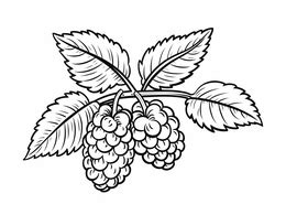 Image result for Raspberry Drawing Simple